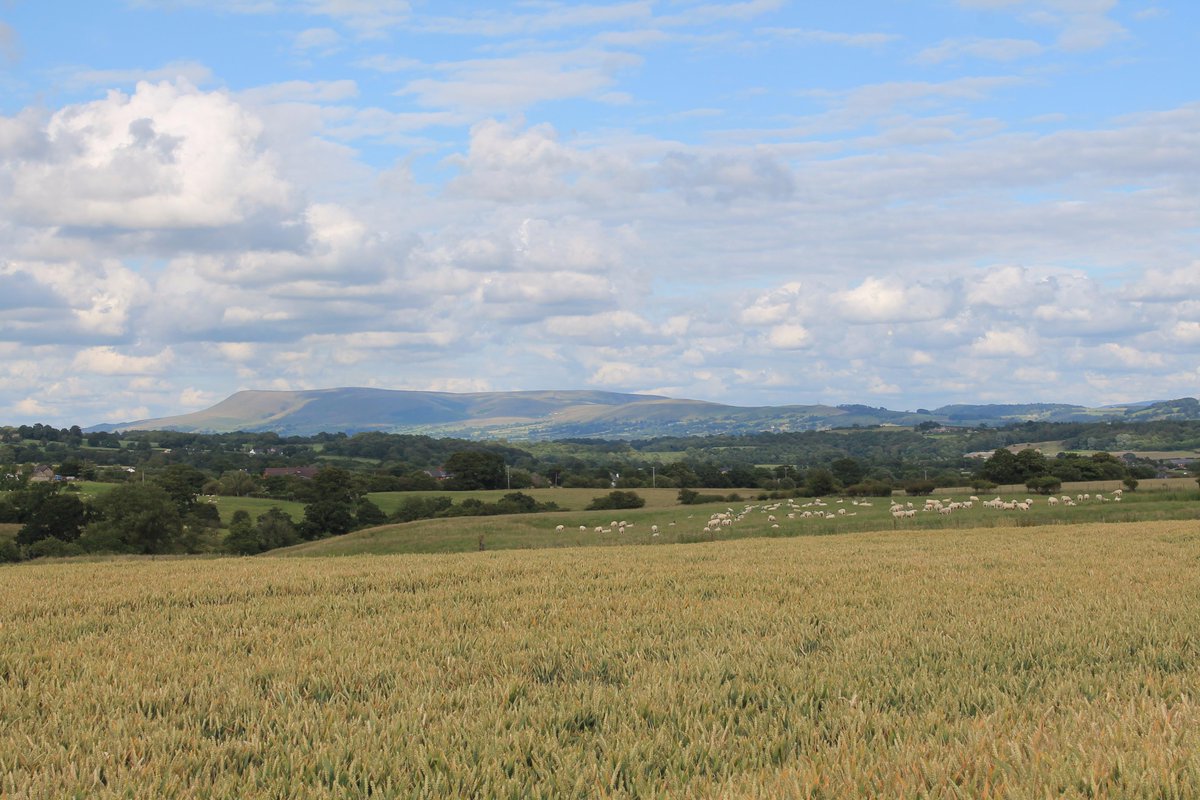 Ben1Briggs's tweet photo. Wheat. Sheep. Pendle. Repeat. Great views and mix of farming types on my walk this evening #farmgeek http://t.co/gj7wODorlC