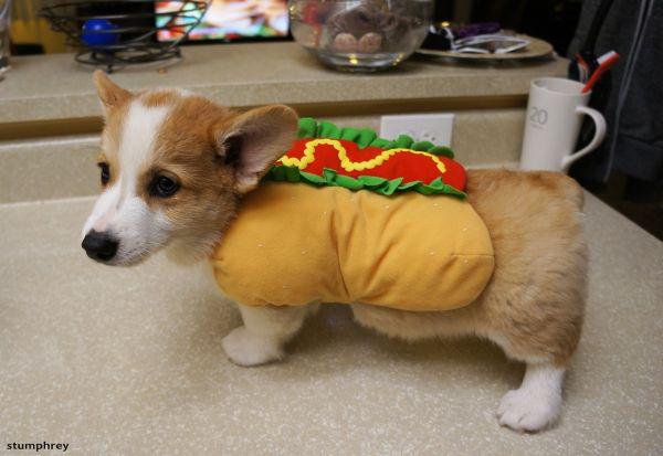 Hoping to share a laugh with you on #NationalHotDogDay