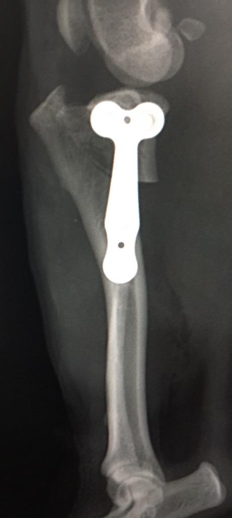 acanadillas1's tweet photo. Cirugía de rodilla #TPLO con placa #FIXIN de @atraumaticvet en #perros  8-10 kg con grandes resultados en @agatameus http://t.co/1qOcMVZRmI