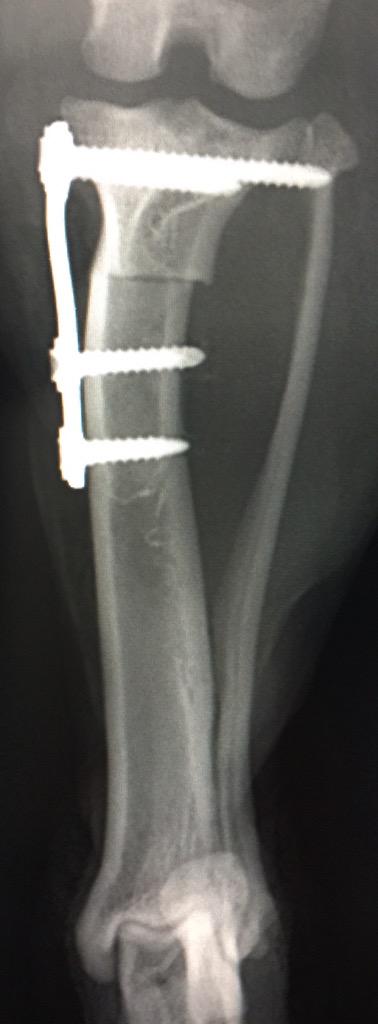 acanadillas1's tweet photo. Cirugía de rodilla #TPLO con placa #FIXIN de @atraumaticvet en #perros  8-10 kg con grandes resultados en @agatameus http://t.co/1qOcMVZRmI