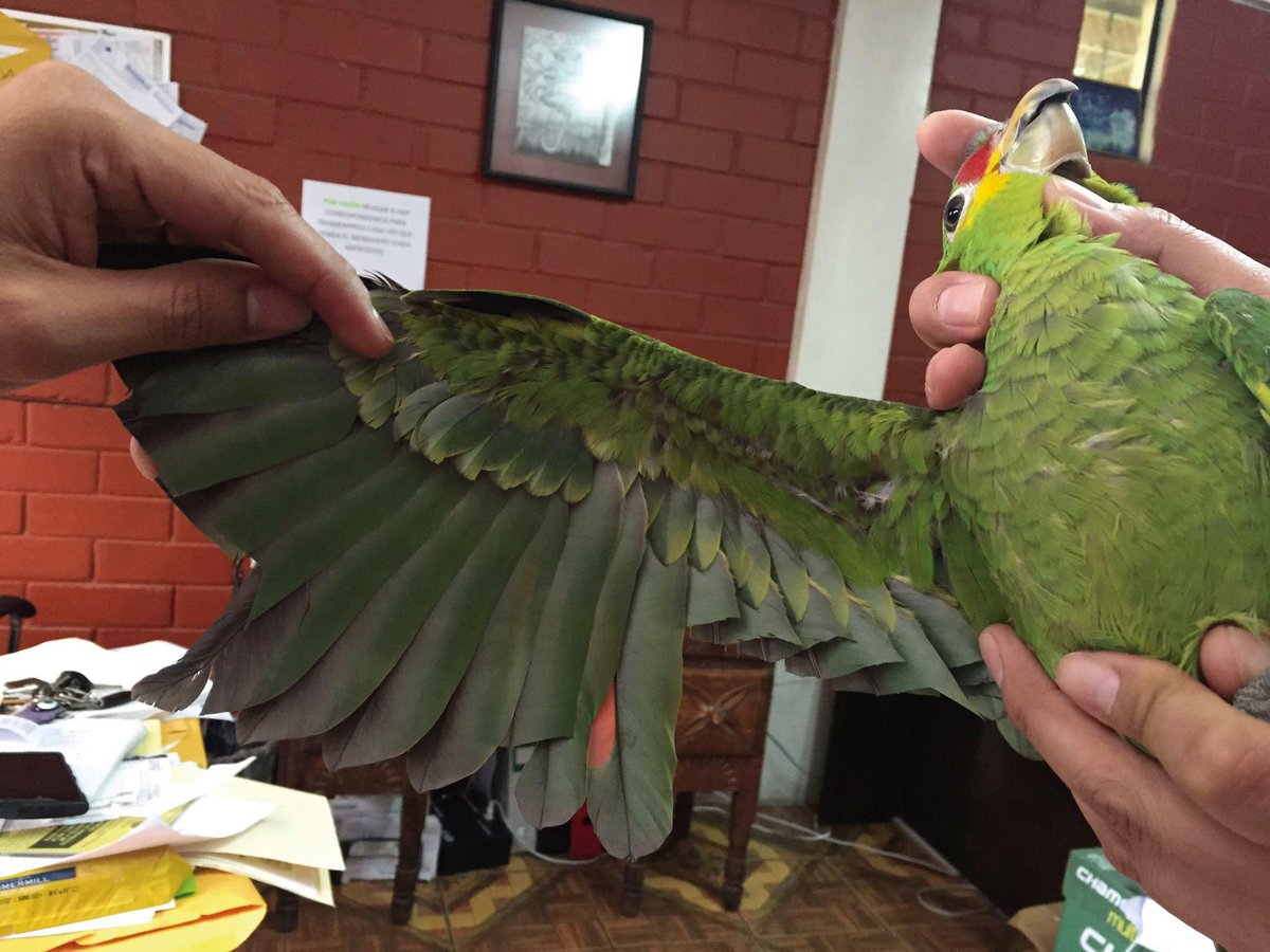 CONAPgt's tweet photo. Pichón de loro cachetes amarillos fue entregado voluntariamente al @CONAPgt Tenía un corte profundo en sus alas (1/2) http://t.co/h56MWMx9JS