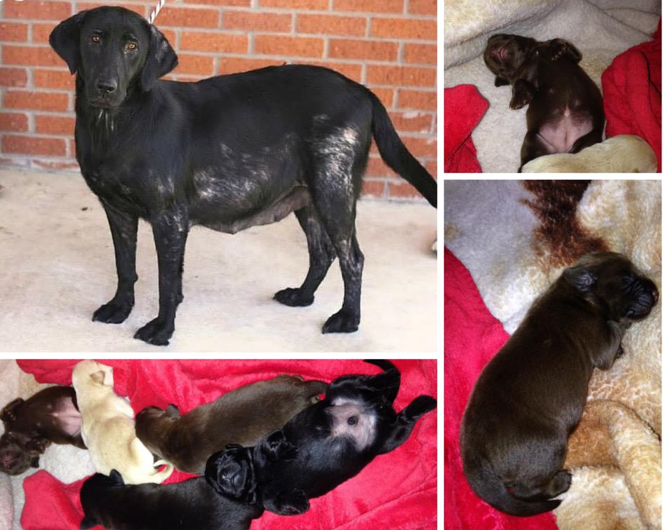 DFW Labrador Rescue tweet media