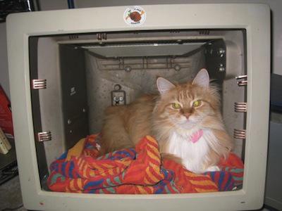 technollama's tweet image. Here is my top tip to stay safe online #netsecurity