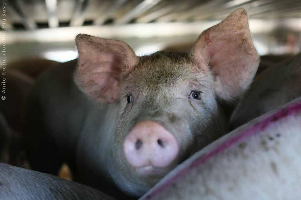 peta's tweet photo. Pigs have unique personalities, but on a #JourneyToSlaughter, their identification is only colored paint or a number. http://t.co/i9PiaaF2Tq
