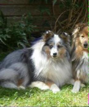 millypod1's tweet photo. #Lost Shetland Sheepdog Male SIGHTINGS
#Sacombe Sacombe Green #Hertford #SG13 Seen nr #Ware
http://t.co/RKIT9Xspx5 http://t.co/GfShQoFioy