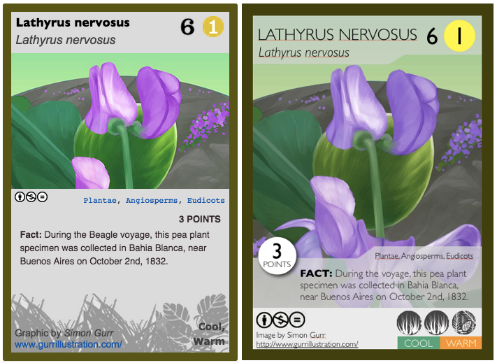 phylomon's tweet photo. New edible @phylomon #darwindeck card.  Lathyrus nervosus pea plant by @simongurr http://t.co/f5v7wo0Voo http://t.co/4XvJboe7DH
