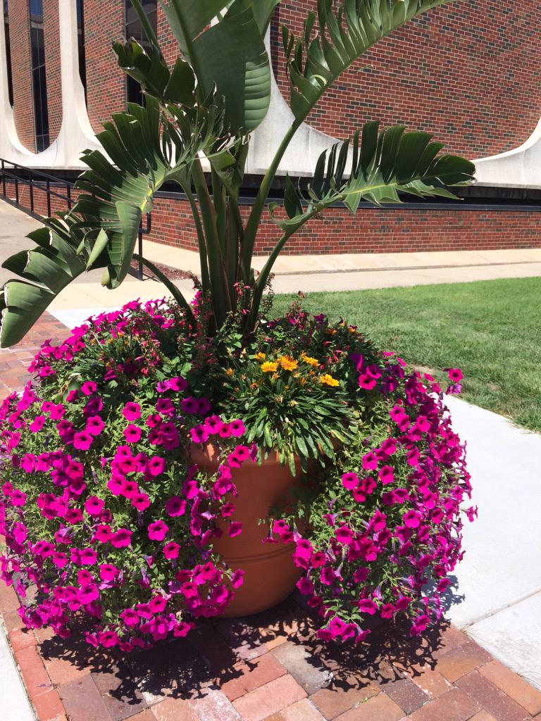 BartonSchoolWSU's tweet photo. Went to Hubbard today and saw these beauties on the sidewalk. #PlantArt #LoveOurCampus http://t.co/RwEiOXYR9o
