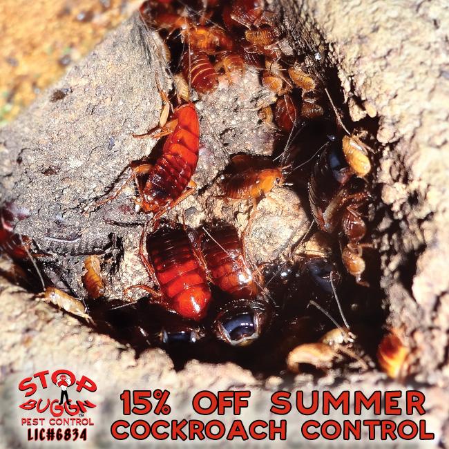 StopBuggn's tweet image. 15% OFF summer time pest control for #LasVegas #cockroaches, #spiders, #crickets and more! stopbuggn.com/news/controlli…