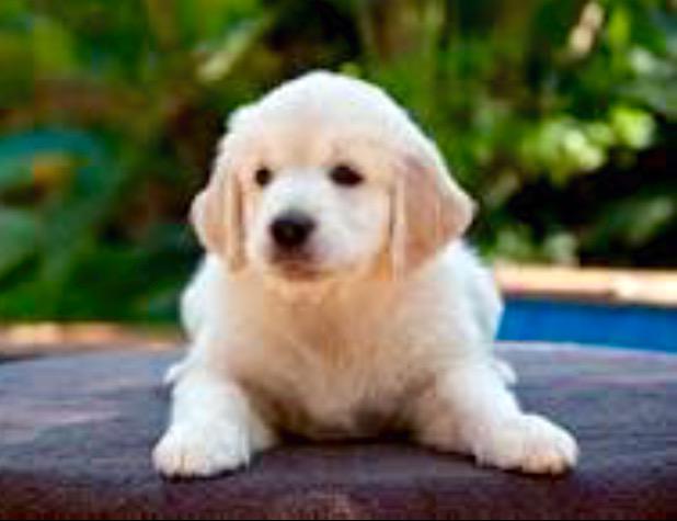 книга pets at home. Pet book. домашние животные на английском для детей. Pets home перевод. дизайн сайта ветеринарной клиники.