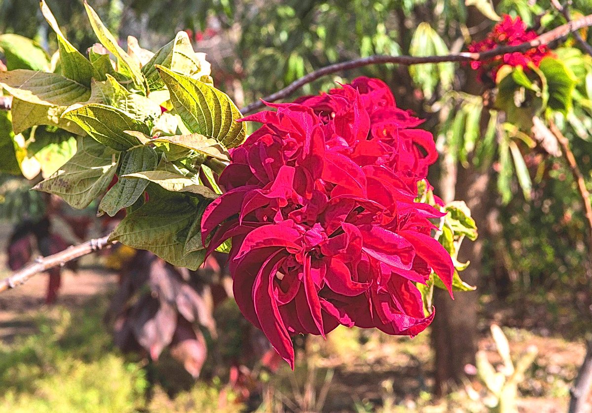 LearnTownNyanja's tweet photo. Iyi flower ni ya bwino maningi - This is a very beautiful flower. #Nyanja #TownNyanja #Lusaka http://t.co/6AQ0vIelx7