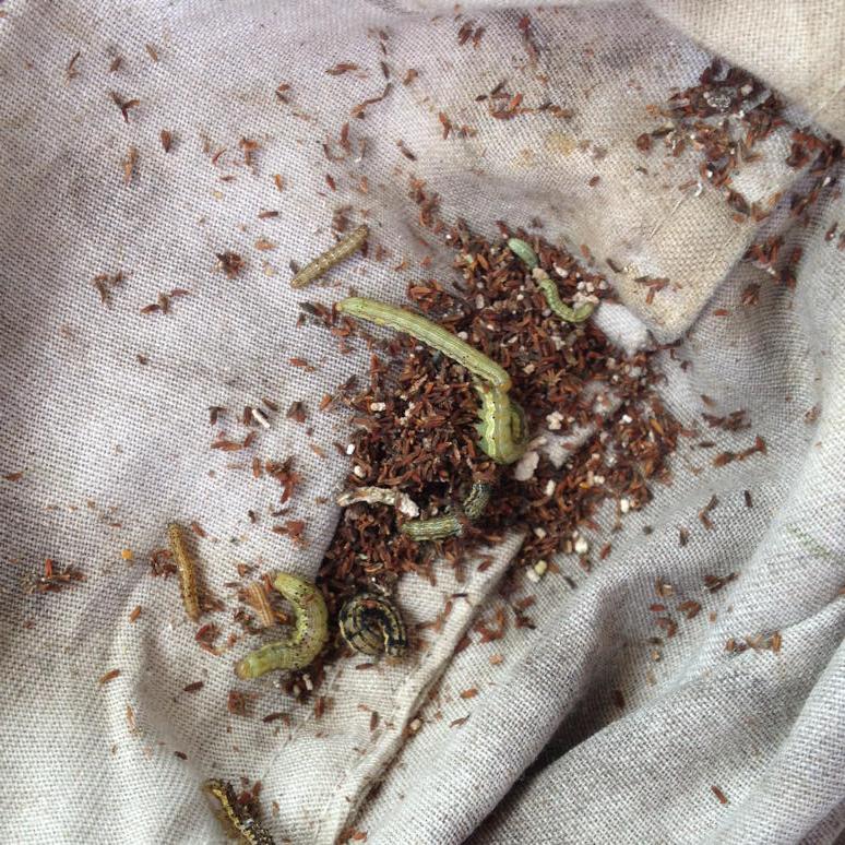Bollworm larvae from 1 sorghum head