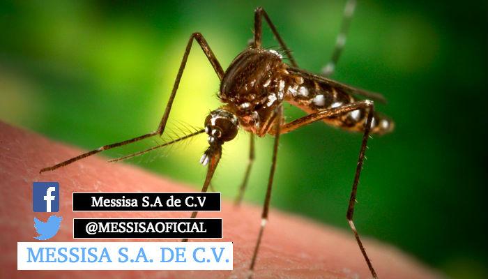 MESSISAOFICIAL's tweet image. Sabias que solo las hembras de los mosquitos pican?Lo hacen una sola vez en su vida y es para producir sus huevos :D