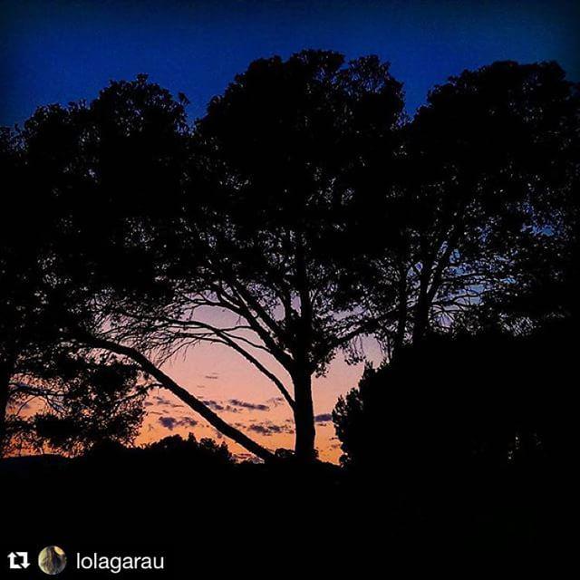 La foto del dia és per na <a href="/lolagarau/">Lola Garau</a>, enhorabona! #arbrebalear #mallorca
・・・
Last light. Gnight.
