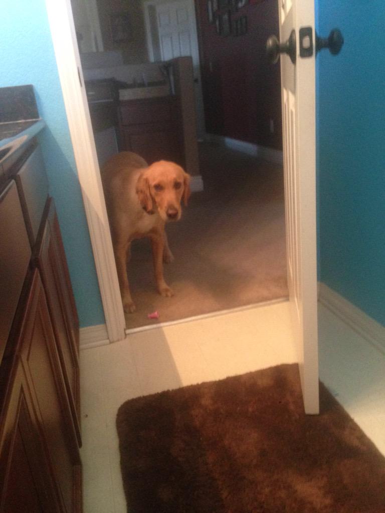 Im Home Alone So Im Pooping W The Door Open I Can Do What I Want And My Dog Is Watching Me Omg Http T Co Qoy7kawmpe Twitter