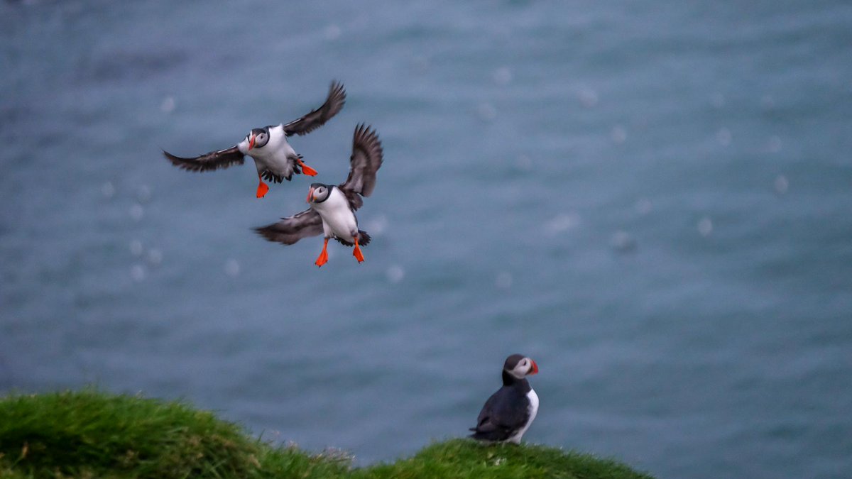 LocalGuideEinar's tweet photo. 1000 puffins in Ingólfshöfði tonight :-) http://t.co/Vw95PEDV1e