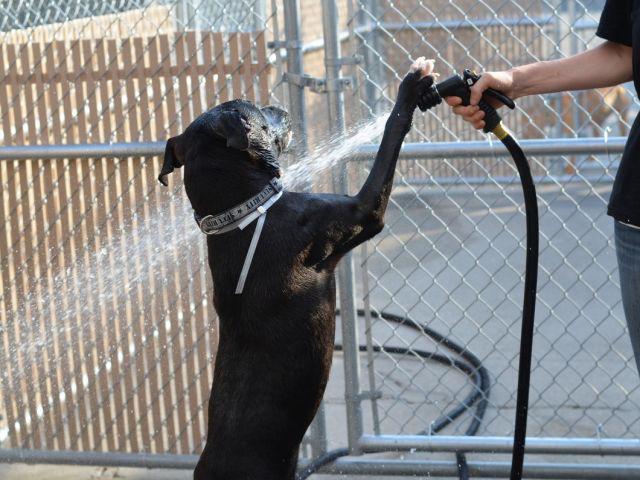 southernpride50's tweet photo. 🆘NOT SAFE🆘TO DIE 7/24/15. NYC❤️PUP❤️DICE-A1044230-M NEUT LAB/PIT MIX 10 MOS. BTY HTRAINED.http://t.co/FSXRaZt1Ap http://t.co/z7jXfZjVJ2