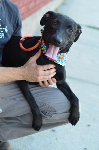southernpride50's tweet photo. 🆘NOT SAFE🆘TO DIE 7/24/15. NYC❤️PUP❤️DICE-A1044230-M NEUT LAB/PIT MIX 10 MOS. BTY HTRAINED.http://t.co/FSXRaZt1Ap http://t.co/z7jXfZjVJ2