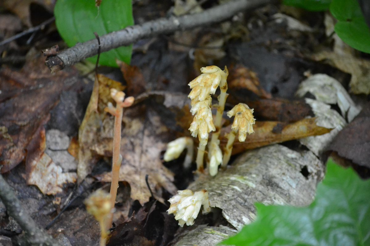IanHomosits's tweet photo. Indian Pipe (Monotropa uniflora) and Pinesap (Monotropa hypopitys) #Neatplants #Killarney #Saprophyte #StudyPlot http://t.co/2NEFBmaiuW