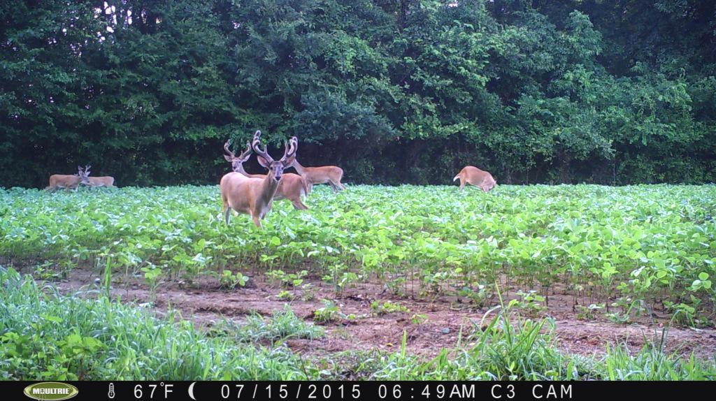 krbeaver19's tweet photo. The hit listers are starting to show up! @Moultrie @cypresscreekc3 #trailcamera #deer #moultrie http://t.co/fAsbb5LSPx