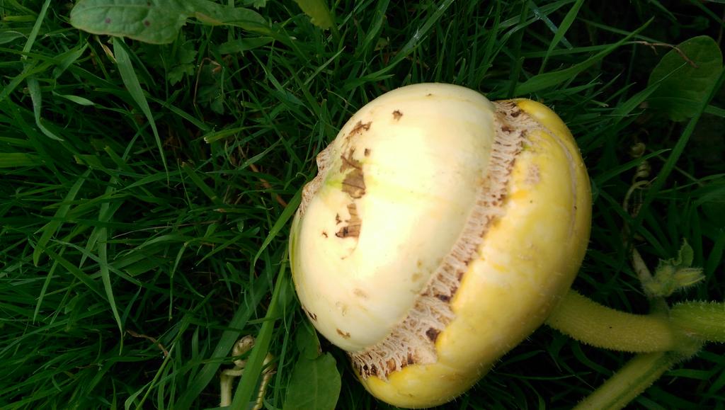 katerina7711's tweet photo. @GYOmag @GYOShow #turkhead #gourd are growing very fast at #allotment this year🌱🌱🌱🌱 http://t.co/Zwnu0lPQ40