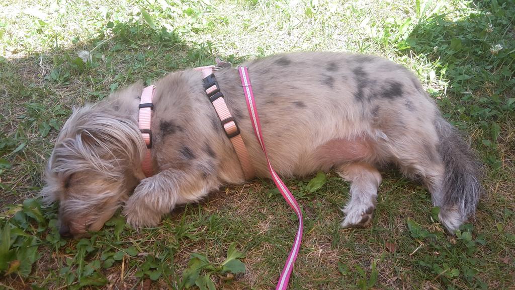 Pisolino al fresco in montagna 😊😊 #vitadacani #vacanze #noabbandono