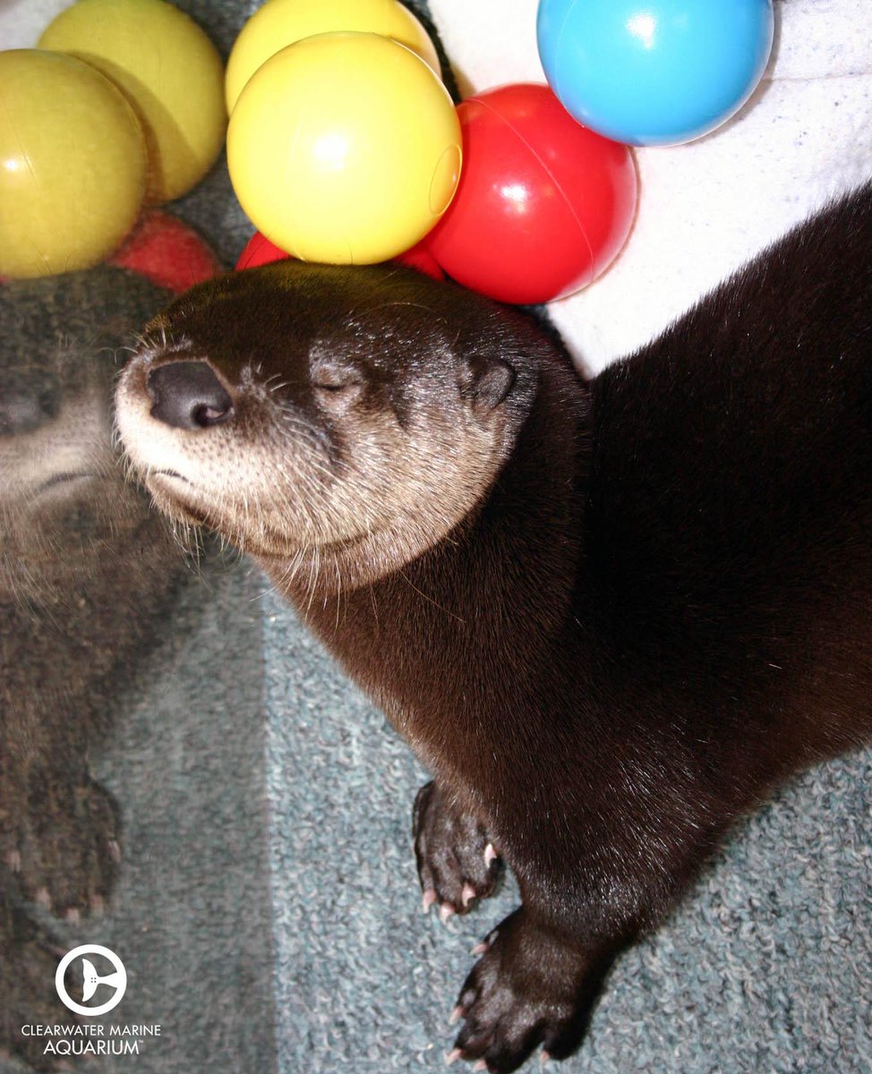 CMAquarium's tweet photo. We couldn’t resist sharing this baby photo of Oscar taking a nap amongst his enrichment toys in 2009! #TBT #Throwback http://t.co/FRokk3bhrI