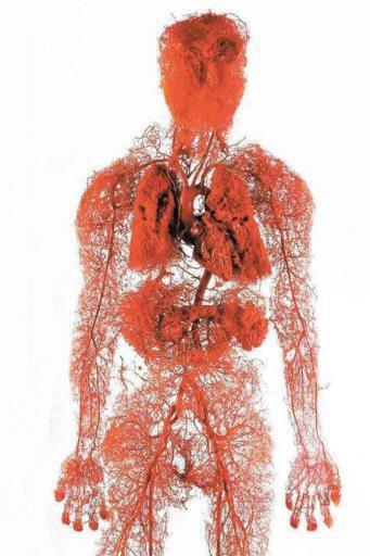 يبلغ مجموع أطوال الأوعية الدموية CKoMvPTUsAEz5p9