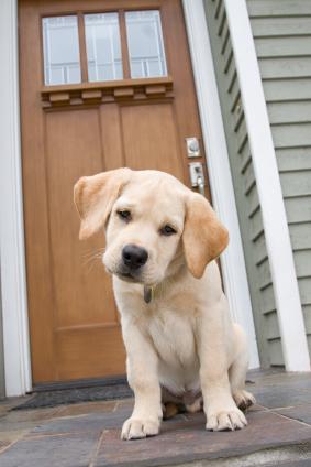 revistascape's tweet image. #EscapeTips Si vas a viajar este fin de semana no dejes mascotas dentro de la casa #Dato #Escape