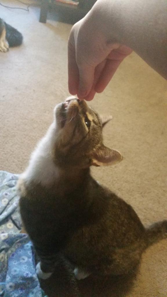 tyree_the_cat's tweet photo. http://t.co/4AXOWyGo5C