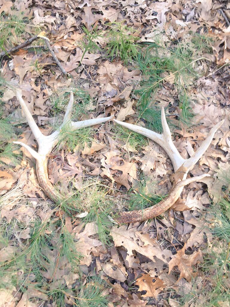 NHHuntingPics's tweet photo. The buck I call "Tall Boy" made it through the winter & is even bigger! #targetbuck #huntMA http://t.co/k3eP4LBikM http://t.co/QuFadnzbE1