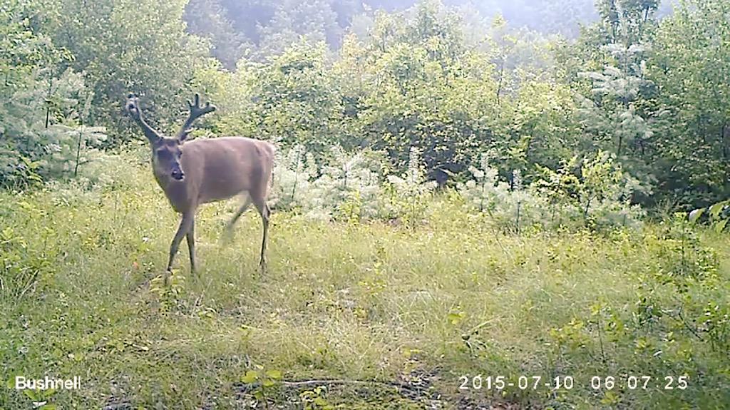 NHHuntingPics's tweet photo. The buck I call "Tall Boy" made it through the winter & is even bigger! #targetbuck #huntMA http://t.co/k3eP4LBikM http://t.co/QuFadnzbE1