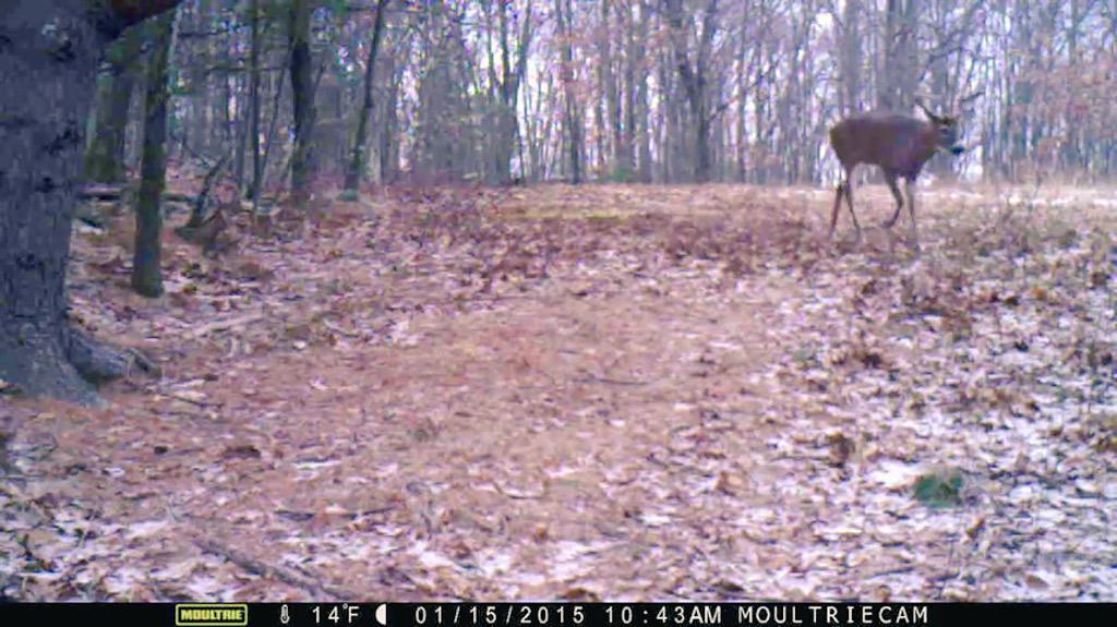 NHHuntingPics's tweet photo. The buck I call "Tall Boy" made it through the winter & is even bigger! #targetbuck #huntMA http://t.co/k3eP4LBikM http://t.co/QuFadnzbE1