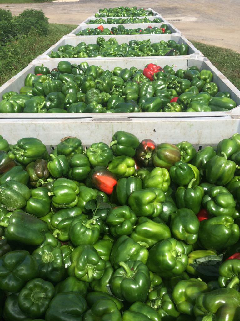 curtcooper4's tweet photo. Pepper production in Pedricktown NJ. http://t.co/Zcu8MY8L6v