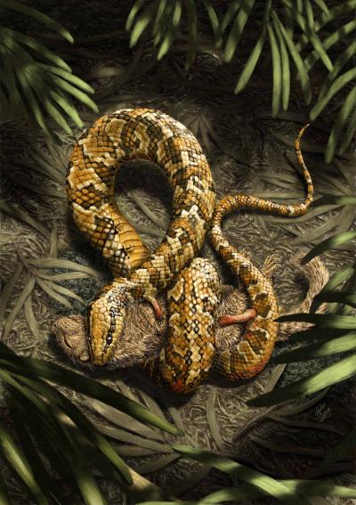 蛇ページ Amazon.co.jp: モレスキン 手帳 ヘビ年 Year of SNAKE 2025年 1