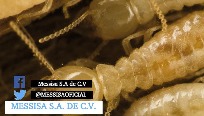 MESSISAOFICIAL's tweet image. SABIAS QUE! Existe la teoría de que por cada persona del mundo existen unos 500 kilos de termitas.