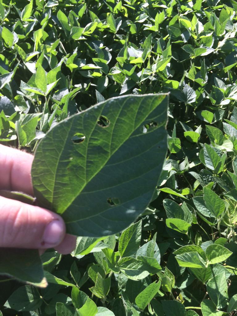 AgroJaredOH's tweet photo. Bean leaf beetle, BLB feeding &amp; defoliation threshold from R1-R4, not at threshold in this field! @Channel_OH #SMSAW http://t.co/Jo7QXTJyH4