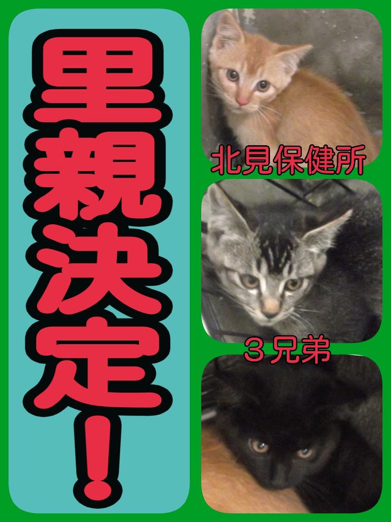 catcafe_nyanta's tweet photo. 昨日載せた北見保健所に収容されていた３匹の子猫たち、無事新しい飼い主様が決まりました！この３匹が新しいお家で幸せにゃんこになりますように！ http://t.co/kKNvwSG2CZ