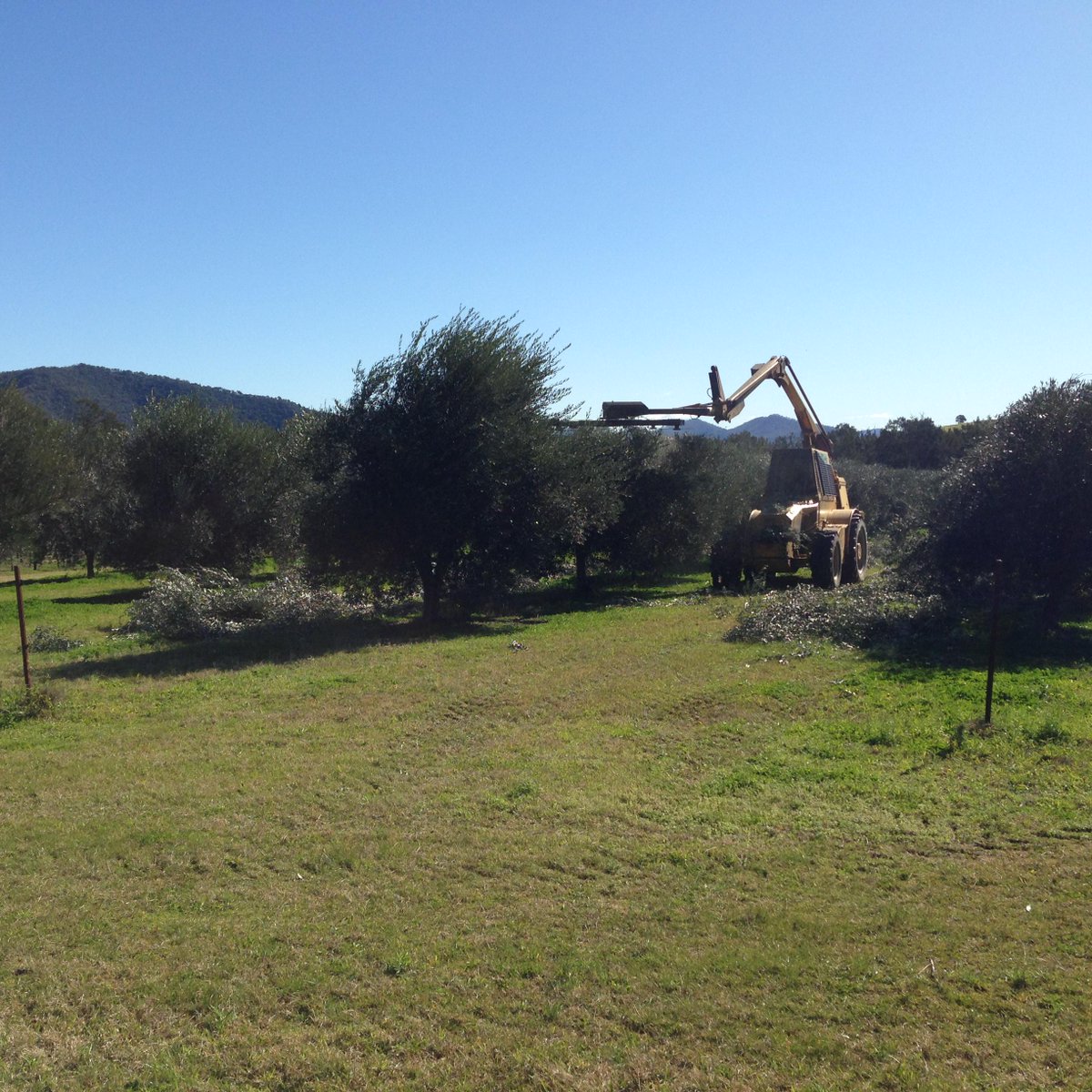 WhisperingBr00k's tweet photo. Pruning the Whispering Brook olive grove the fast way! http://t.co/gTqQCOYqGB