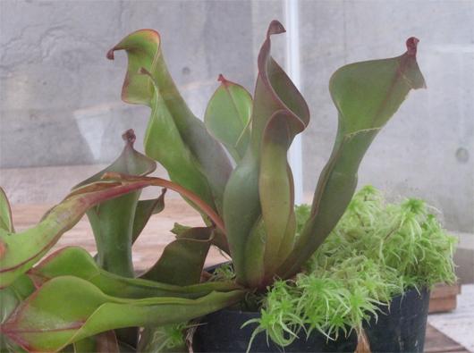 水戸市植物公園 Mito Botanical 15年07月 Twilog