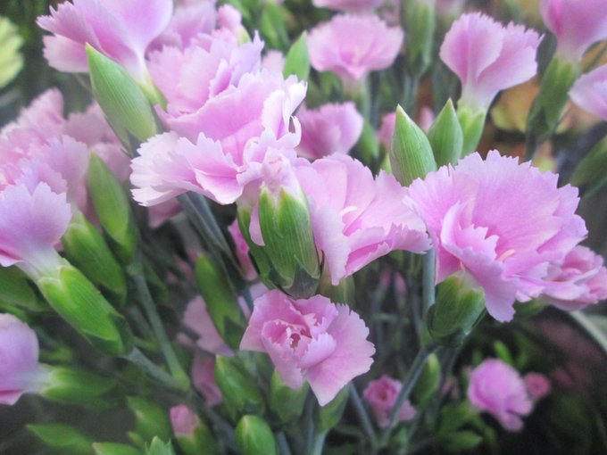 唐津の花屋 フラワーショップ Hanayuki 唐津でのお花 花束 アレンジ 鉢物 グリーンのお求めははなゆき