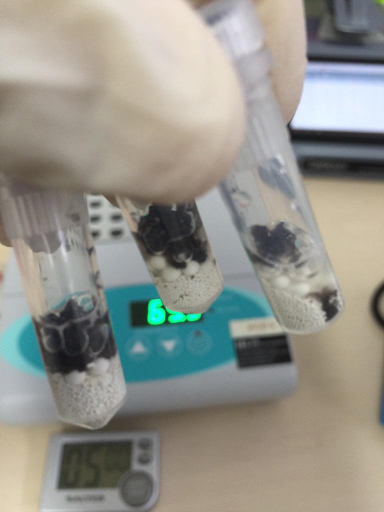 Smashing ~50 truffle pieces to check for use as innoculum for trees #avoidingcontaminantspecies