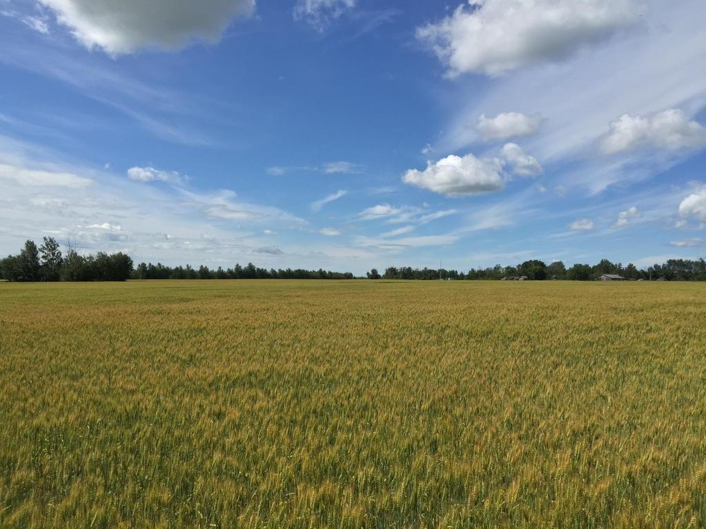 NathanFlim's tweet photo. @Seed_Testing Beautiful day for crop inspecting! http://t.co/qcAGwDI2Mg