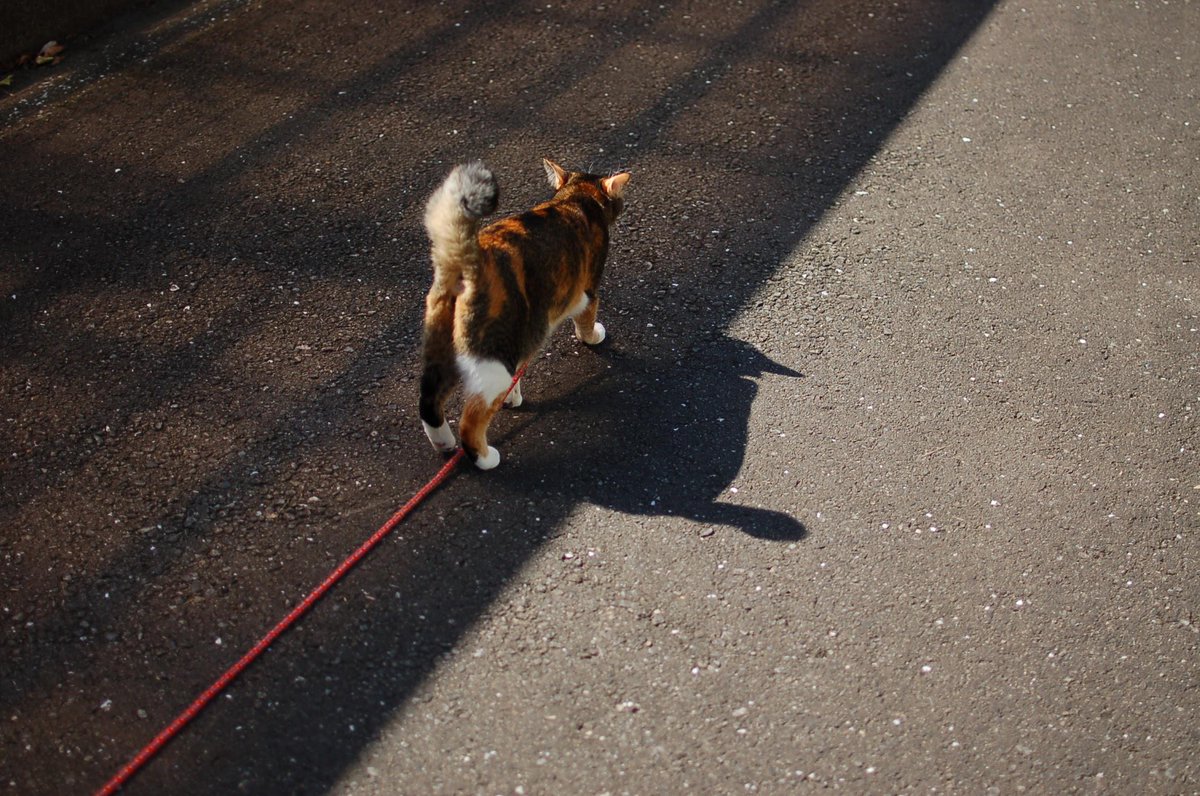 CatChikuwa's tweet photo. ふにゃ〜〜〜〜〜ん！！！ #cat http://t.co/gisisGLdem