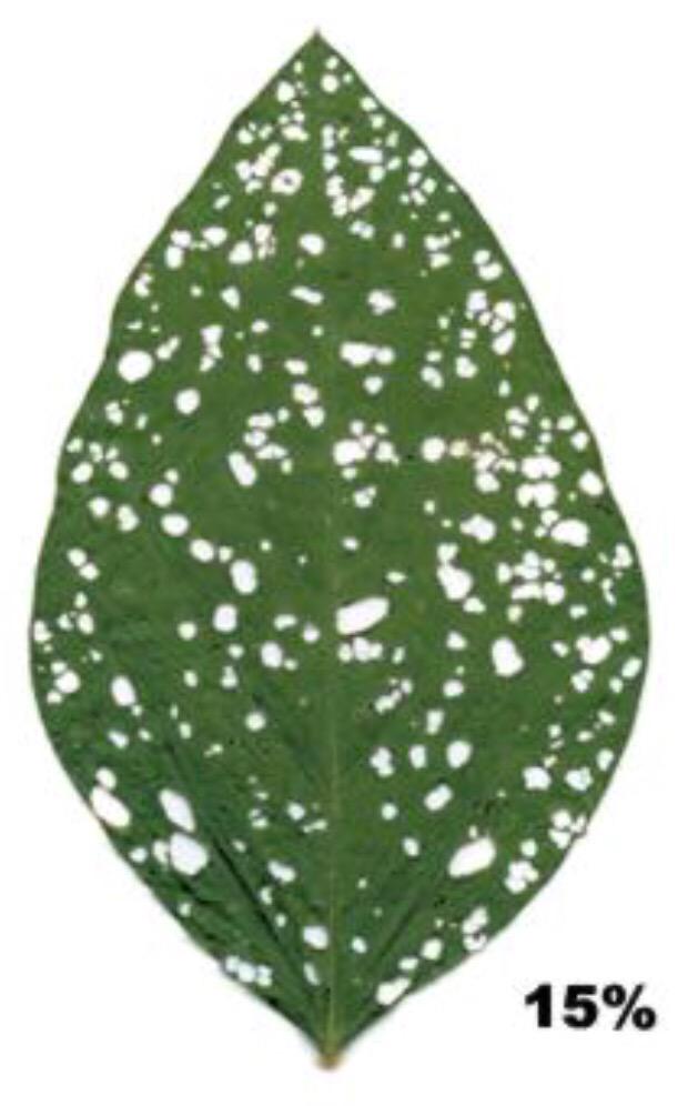 AgroJaredOH's tweet photo. Bean leaf beetle, BLB feeding &amp; defoliation threshold from R1-R4, not at threshold in this field! @Channel_OH #SMSAW http://t.co/UuSWEaDNfX