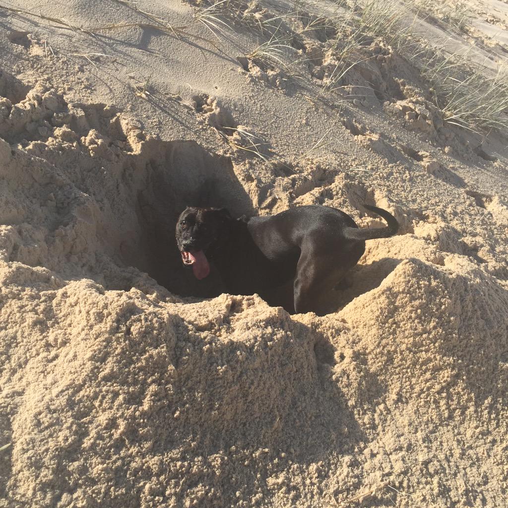 Doclach's tweet photo. Nothing worse than losing your tennis ball in the sand aye. Not that this puppy minded ;) #DocInForster #JWM2015 http://t.co/3d5OQpPSOm