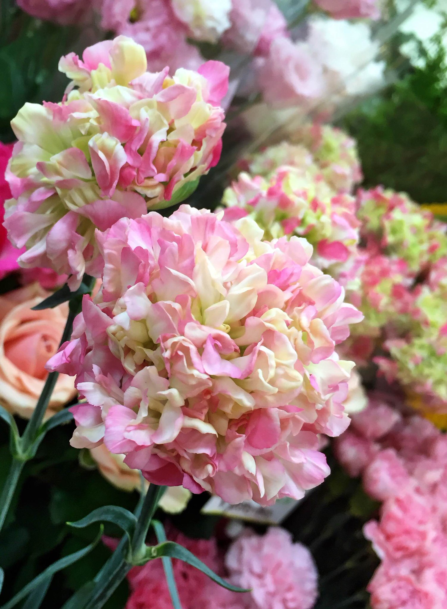 Hanahusa 花葉 スタンダードカーネーション ローズクラウン こう見えてカーネーションなんですよ 花言葉は 女性の愛 感覚 感動 純粋な愛情 華屋 天下茶屋 粉浜 カーネーション ローズクラウン 変わり咲き Http T