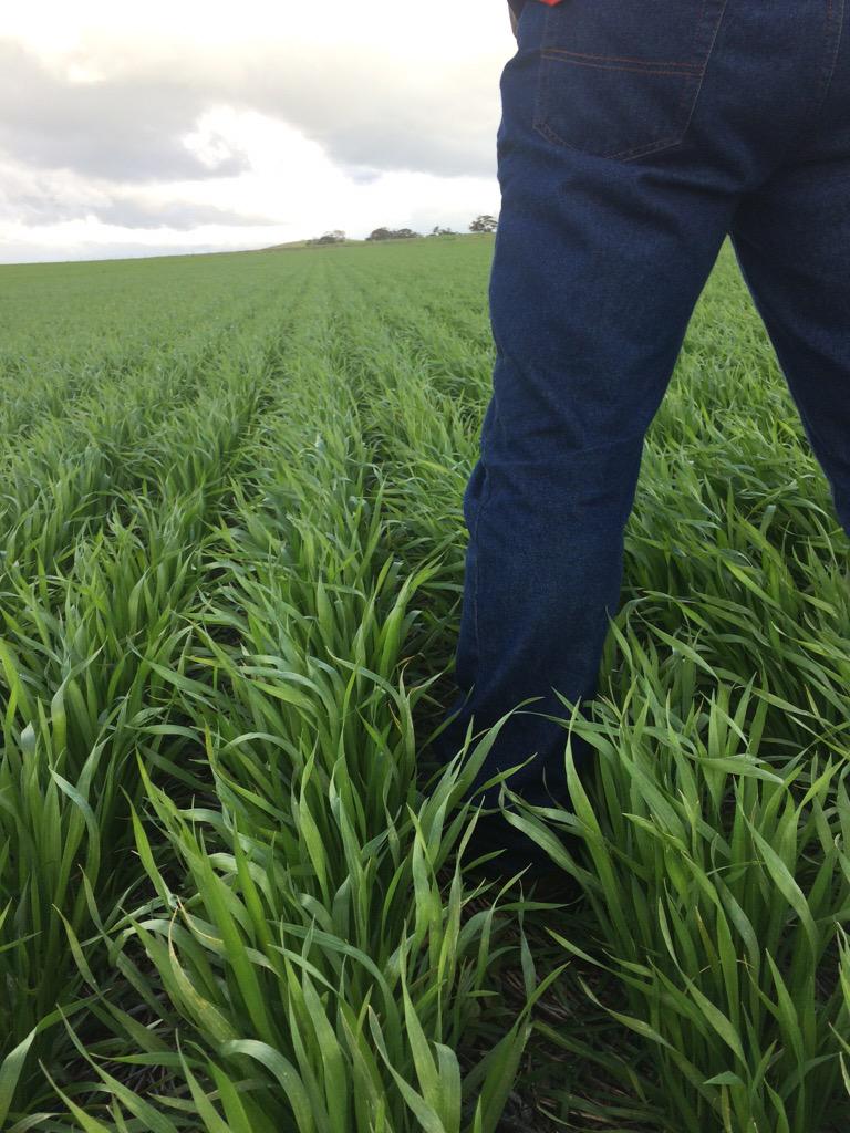 scootersfarm's tweet image. Cobra wheat can't wait for some warm weather #plant15 @lukeforestview @ZwarFarms @Big_roo1 @AnashkaFarms @s1onfarm