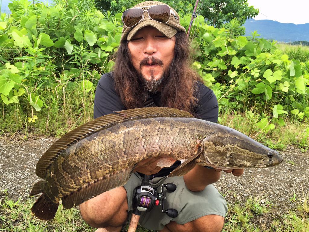 Bombadateru 実は雷魚って水槽で飼うと海外の怪魚に全然負けないくらいカッコいい そして 別格にとても頭の良い魚だということがわかる 逆に人間が観察されてる感じになる これ ホントよ Http T Co Bij00vscmo Twitter