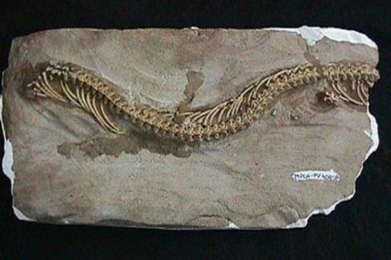 Hallan fósil de serpiente cuadrúpeda que sugiere origen terrestre de estos reptiles. bit.ly/1KniD7D