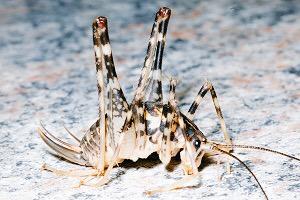 PurelyHaig's tweet image. @elizabethdlail Please tell me you know what these things are. @ElizabethLailBR just discovered them. #NCProblems